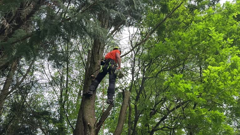 Woodlawn, VA Tree Removal and Landscaping Services Company